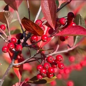 2 Red Chokeberry Plants Live - 8-14 Inch Tall Bush Shrubs in Pots - Image 1