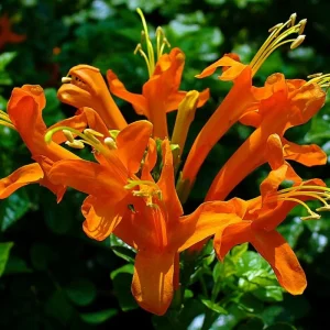 2 Red Coral Honeysuckle Live Vines - Fragrant Perennial Plants, 5-9 Inches Tall - Image 4