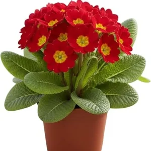 2 Red Primrose Live Plants, 4 inch Pot - Perennial Flowering Plant - Image 4