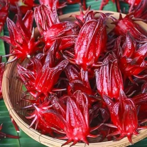 2 Red Roselle Hibiscus Live Plants, Hibiscus sabdariffa, 4-6