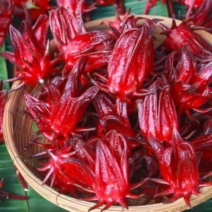 2 Red Roselle Hibiscus Live Plants, Hibiscus sabdariffa, 4-6