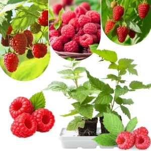 2 Red Thornless Raspberry Live Plants – Sweet Fruit Bush, 4-8" Tall, Cold Hardy - Image 2
