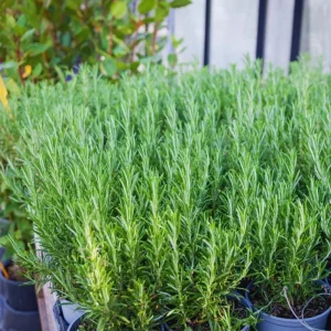 2 Rosemary Live Starter Plants - 2-3 Inch Tall, 5 Inch Pot - Indoor Outdoor Garden - Image 3