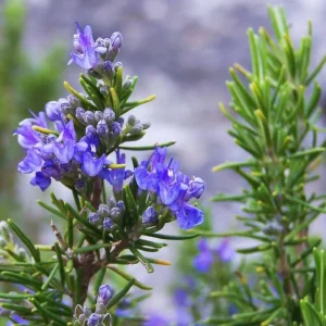 2 Rosemary Live Starter Plants - 2-3 Inch Tall, 5 Inch Pot - Indoor Outdoor Garden - Image 6
