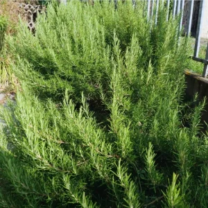 2 Rosemary Live Starter Plants - 2-3 Inch Tall, 5 Inch Pot - Indoor Outdoor Garden - Image 9