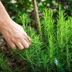 2 Rosemary Live Starter Plants - 2-3 Inch Tall, 5 Inch Pot - Indoor Outdoor Garden - Image 1