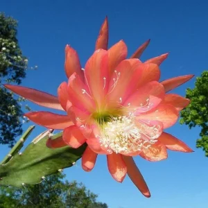 2 Salmon Epiphyllum Orchid Cactus Live Plants - Rooted, 5-7 Inches, Indoor/Outdoor - Image 5