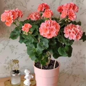 2 Salmon Geranium Live Starter Plants - 2-3 Inch Tall, Salmon Flower - Image 10