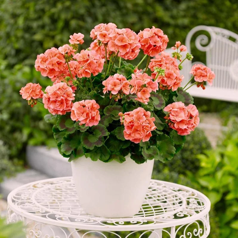 2 Salmon Geranium Live Starter Plants - 2-3 Inch Tall, Salmon Flower - Image 2