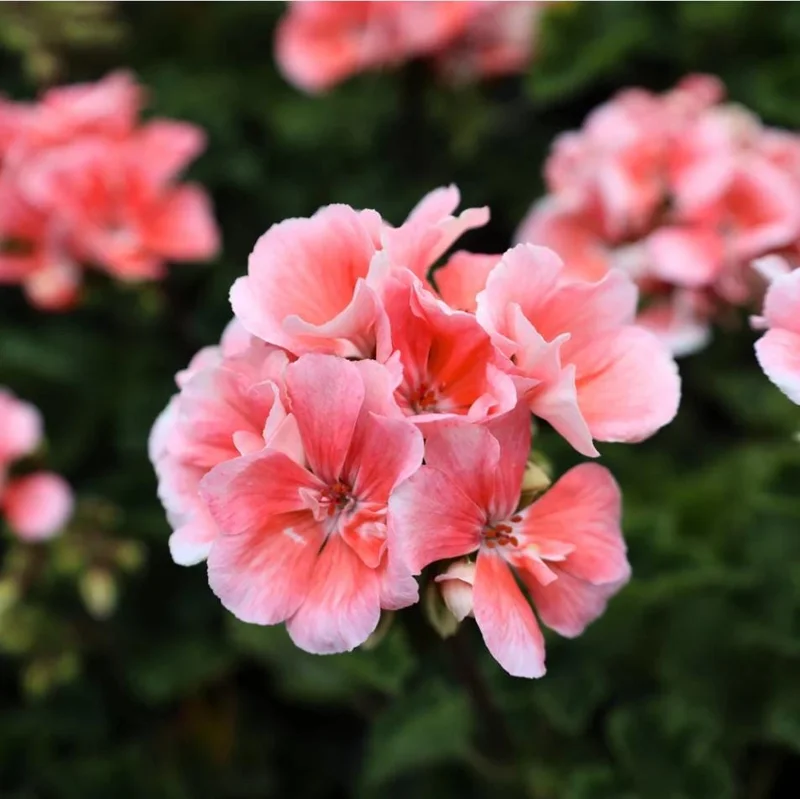 2 Salmon Geranium Live Starter Plants - 2-3 Inch Tall, Salmon Flower - Image 3