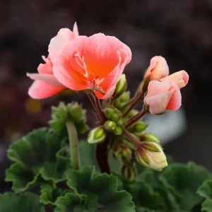 2 Salmon Geranium Live Starter Plants - 2-3 Inch Tall, Salmon Flower - Image 4