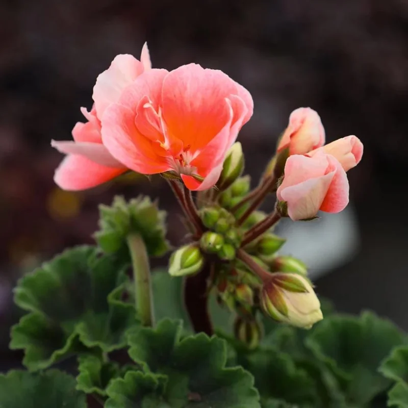 2 Salmon Geranium Live Starter Plants - 2-3 Inch Tall, Salmon Flower - Image 4