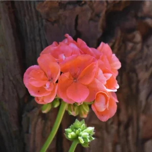 2 Salmon Geranium Live Starter Plants - 2-3 Inch Tall, Salmon Flower - Image 5