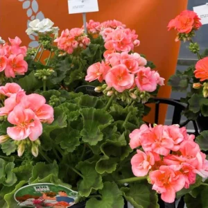 2 Salmon Geranium Live Starter Plants - 2-3 Inch Tall, Salmon Flower - Image 6