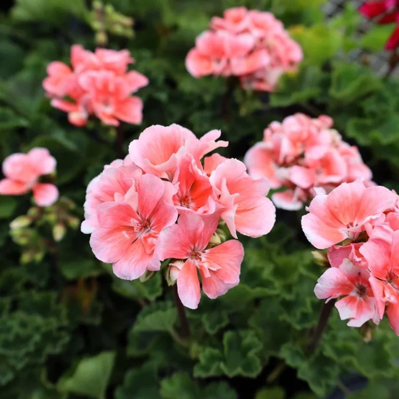 2 Salmon Geranium Live Starter Plants - 2-3 Inch Tall, Salmon Flower - Image 1