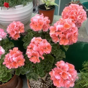 2 Salmon Geranium Live Starter Plants - 2-3 Inch Tall, Salmon Flower - Image 7