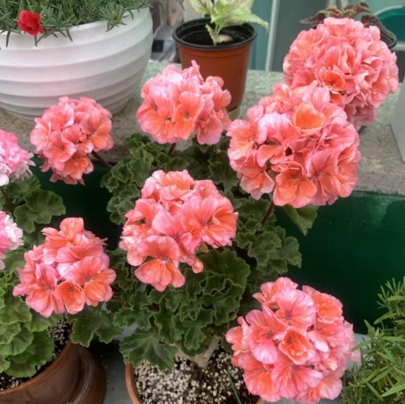 2 Salmon Geranium Live Starter Plants - 2-3 Inch Tall, Salmon Flower - Image 7