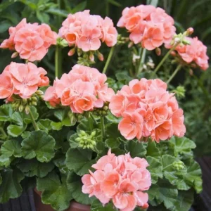 2 Salmon Geranium Live Starter Plants - 2-3 Inch Tall, Salmon Flower - Image 8