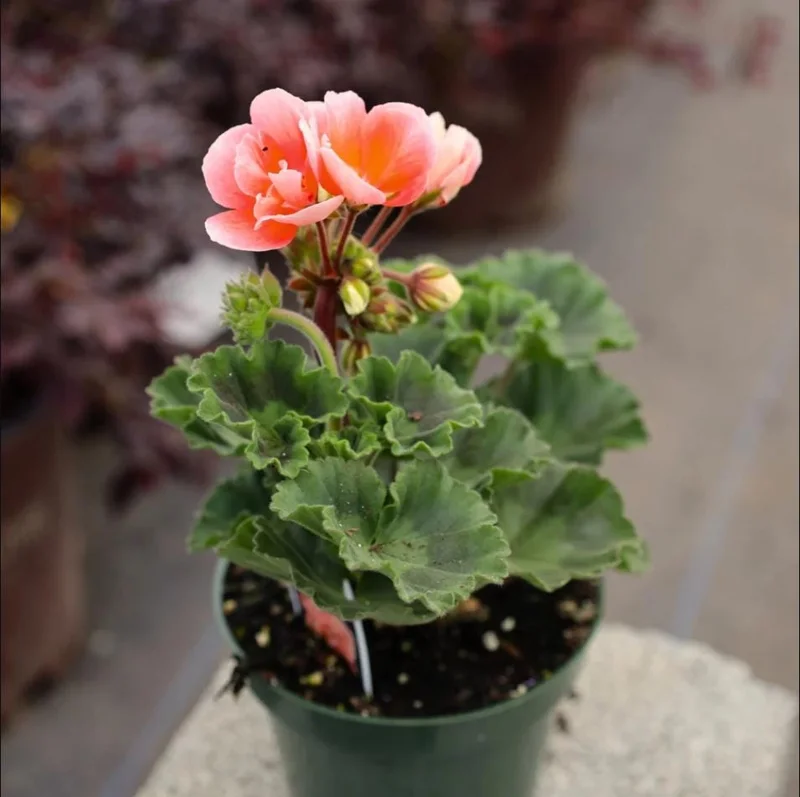2 Salmon Geranium Live Starter Plants - 2-3 Inch Tall, Salmon Flower - Image 9