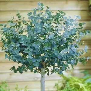 2 Silver Dollar Eucalyptus Live Plants - Indoor/Outdoor Foliage for US - Image 2