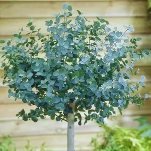 2 Silver Dollar Eucalyptus Live Plants - Indoor/Outdoor Foliage for US - Image 3