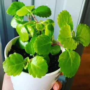 2 Swedish Ivy Live Plants – Plectranthus Verticillatus – 3 inch pot – Indoor Houseplant - Image 2