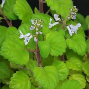 2 Swedish Ivy Live Plants – Plectranthus Verticillatus – 3 inch pot – Indoor Houseplant - Image 4