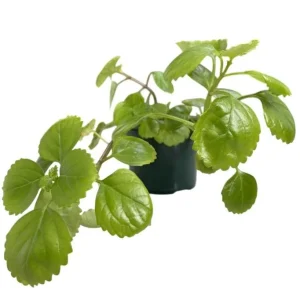 2 Swedish Ivy Live Plants – Plectranthus Verticillatus – 3 inch pot – Indoor Houseplant - Image 5