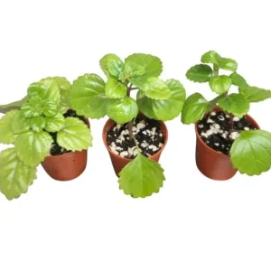 2 Swedish Ivy Live Plants – Plectranthus Verticillatus – 3 inch pot – Indoor Houseplant - Image 6