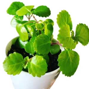 2 Swedish Ivy Live Plants – Plectranthus Verticillatus – 3 inch pot – Indoor Houseplant - Image 7