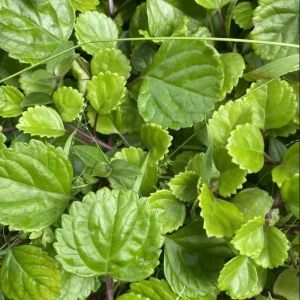 2 Swedish Ivy Live Plants – Plectranthus Verticillatus – 3 inch pot – Indoor Houseplant - Image 1