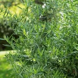 2 Tarragon Live Plants for Culinary Herb Garden, 4-9