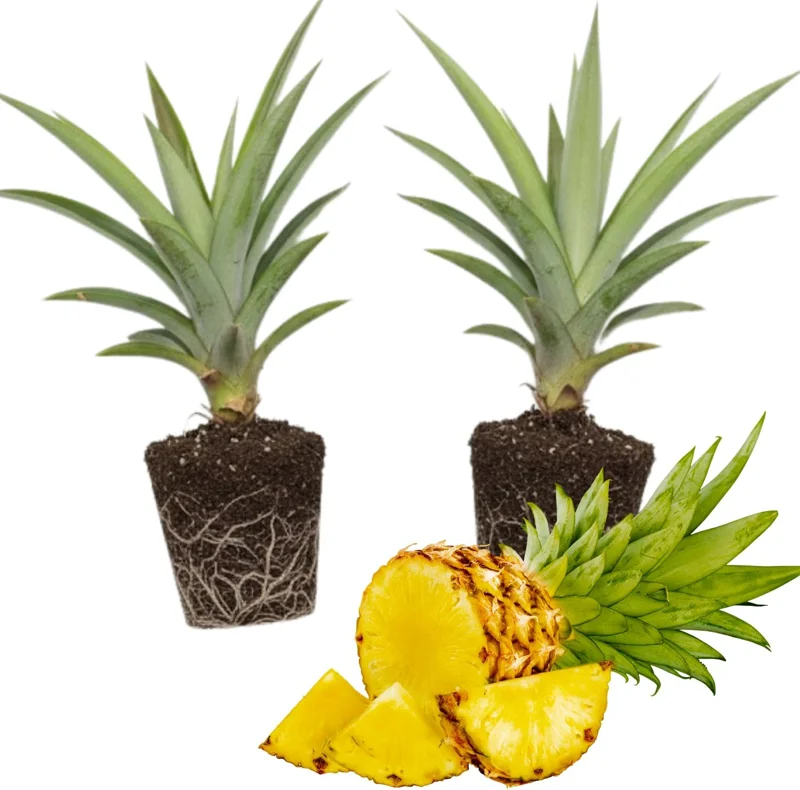 2 White Jade Pineapple Live Plants - Sweet Pineapple Starters for Home Garden & Containers, 5-7 inch tall - Image 1