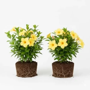 2 Yellow Mandevilla Live Plants – Flowering Vine for Garden Patio, 8-10 ft Tall - Image 2