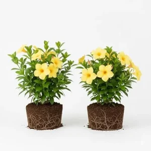 2 Yellow Mandevilla Live Plants – Flowering Vine for Garden Patio, 8-10 ft Tall - Image 1