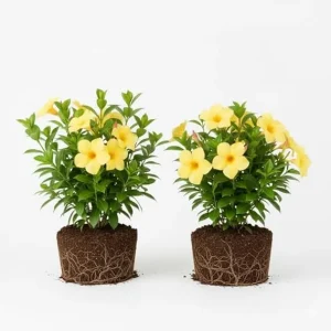 2 Yellow Mandevilla Live Plants – Flowering Vine for Garden Patio, 8-10 ft Tall - Image 4