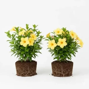 2 Yellow Mandevilla Live Plants – Flowering Vine for Garden Patio, 8-10 ft Tall - Image 7