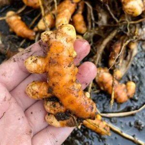 2 Yellow Turmeric Live Plants, 4-8" Tall, for Garden & Containers, Well Rooted - Image 2