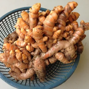 2 Yellow Turmeric Live Plants, 4-8