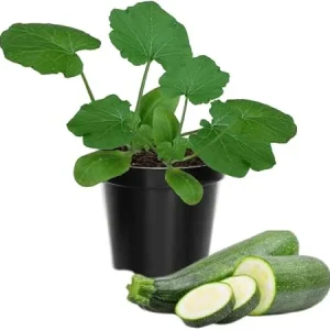 2 Zucchini Plants Live Seedlings, 4 Inches Pot, Live Squash Plants from 3 to 6 Inches Tall - Image 5