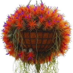 20 Live Air Plants Tillandsia – Houseplants for Indoor & Outdoor, 2-3 Inch Long - Image 2