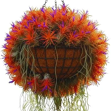 20 Live Air Plants Tillandsia – Houseplants for Indoor & Outdoor, 2-3 Inch Long - Image 3