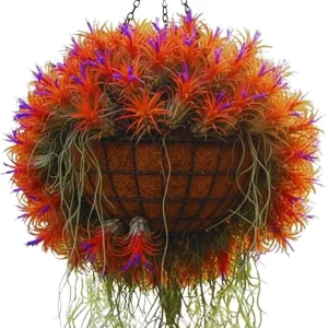 20 Live Air Plants Tillandsia – Houseplants for Indoor & Outdoor, 2-3 Inch Long - Image 4