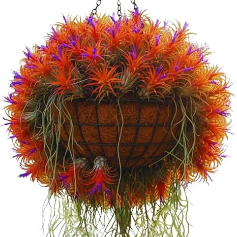 20 Live Air Plants Tillandsia – Houseplants for Indoor & Outdoor, 2-3 Inch Long - Image 4