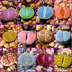 20 Pack Assorted Lithops Live Plants – Rare Living Stone Succulents for Indoor Gardens - Image 4