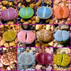 20 Pack Assorted Lithops Live Plants – Rare Living Stone Succulents for Indoor Gardens - Image 5