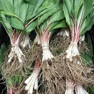 20 Wild Ramp Bulbs for Planting - Perennial Edible Allium - Image 3