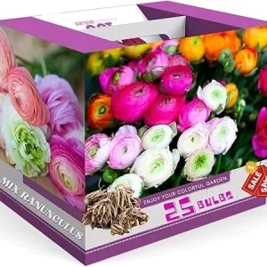 25 Mix Ranunculus Bulbs for Fall Planting - French Peony Corms, Full Sun - Image 4
