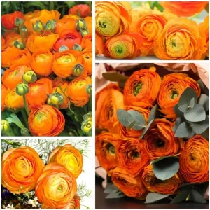 25 Mixed Ranunculus Bulbs for Fall Planting - Vibrant, Rose-like Blooms - Image 1