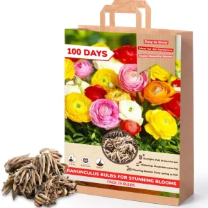 25 Mixed Ranunculus Bulbs for Fall Planting - Vibrant, Rose-like Blooms - Image 6